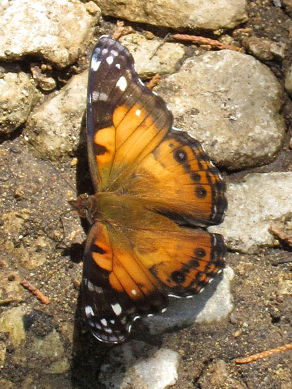 Vanessa virginiensis (live, aberrant, san antonio, eisenhower park, bexar county, tx) (Internet Image property of respective owner, non-commercial use only)